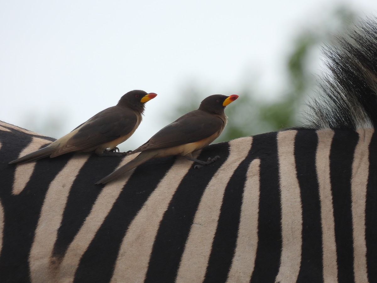 Yellow-billed Oxpecker - ML643690217