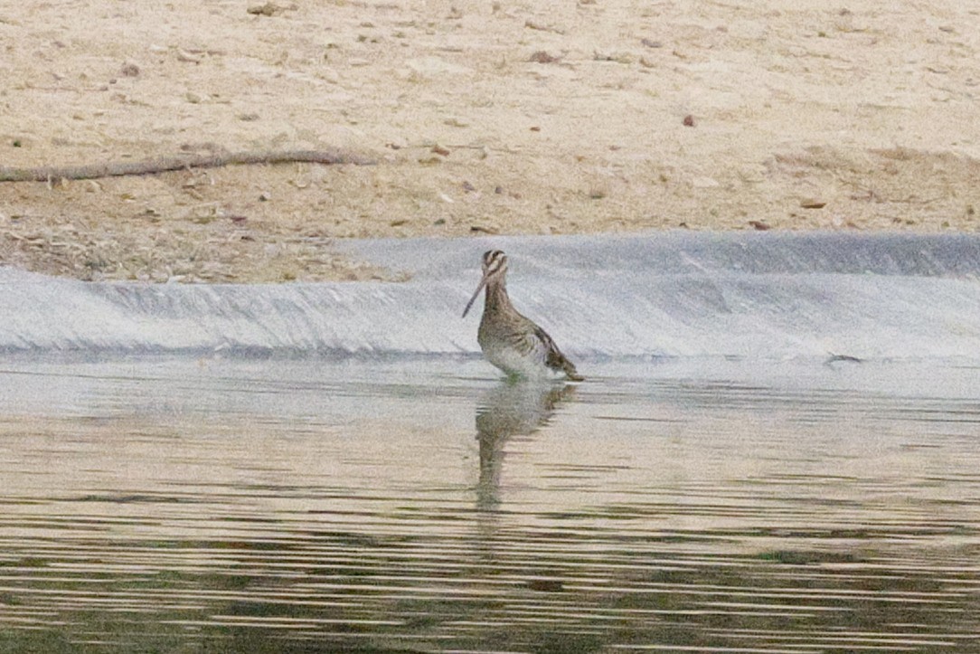 Common Snipe - ML643690220