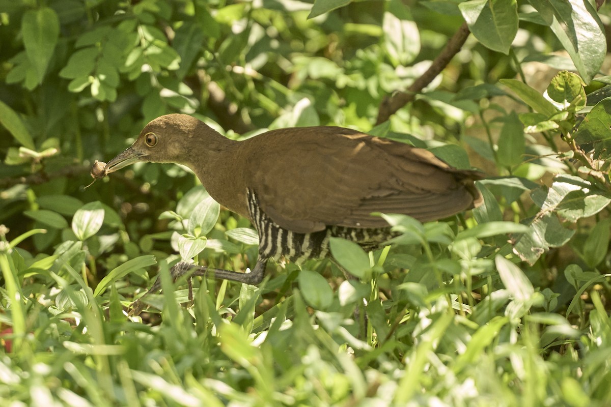 Slaty-legged Crake - ML643690221