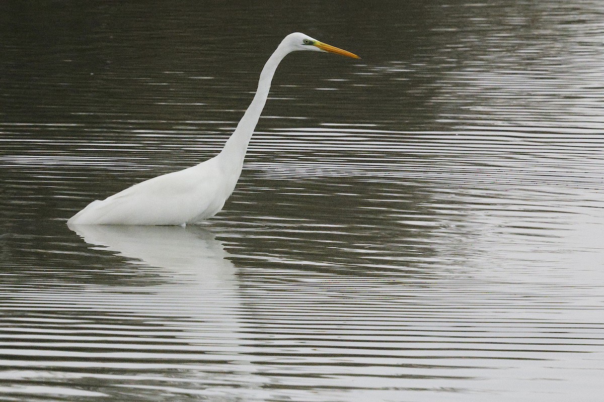 Great Egret - ML643690222