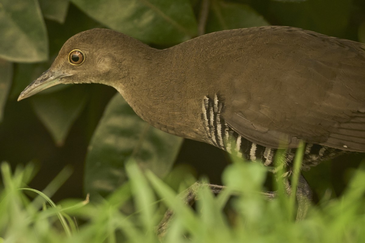 Slaty-legged Crake - ML643690223