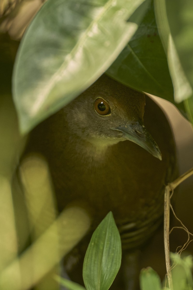 Slaty-legged Crake - ML643690234