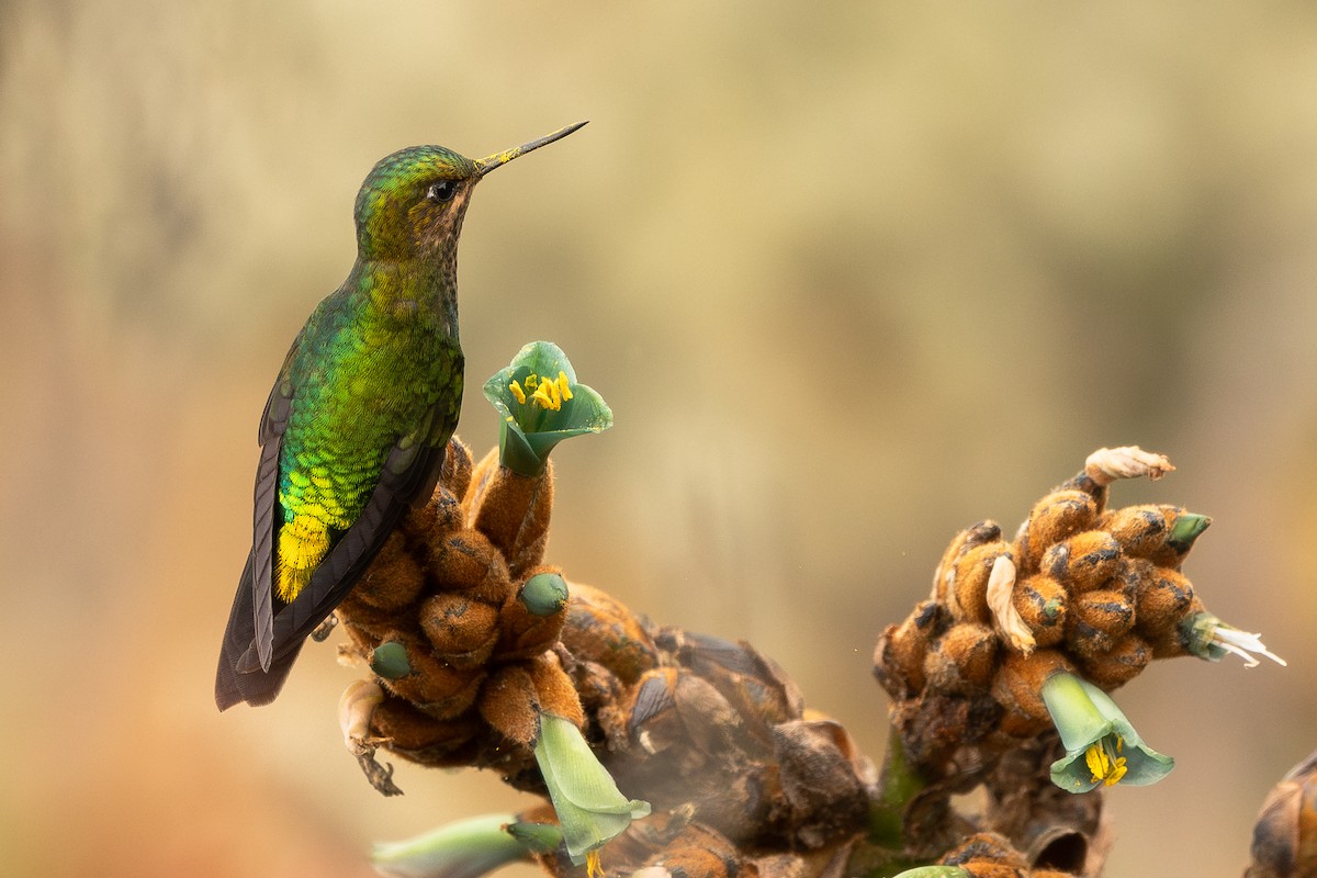 Glowing Puffleg - ML643690264