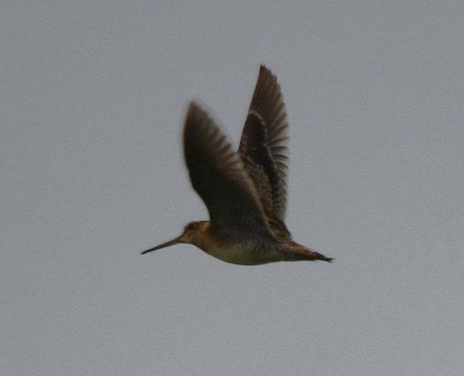 Pin-tailed Snipe - ML643690286