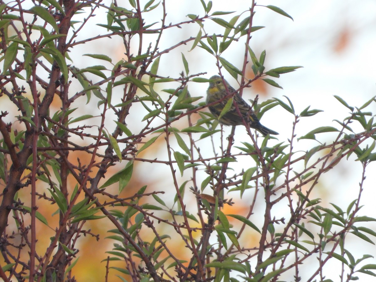 European Serin - ML643690302