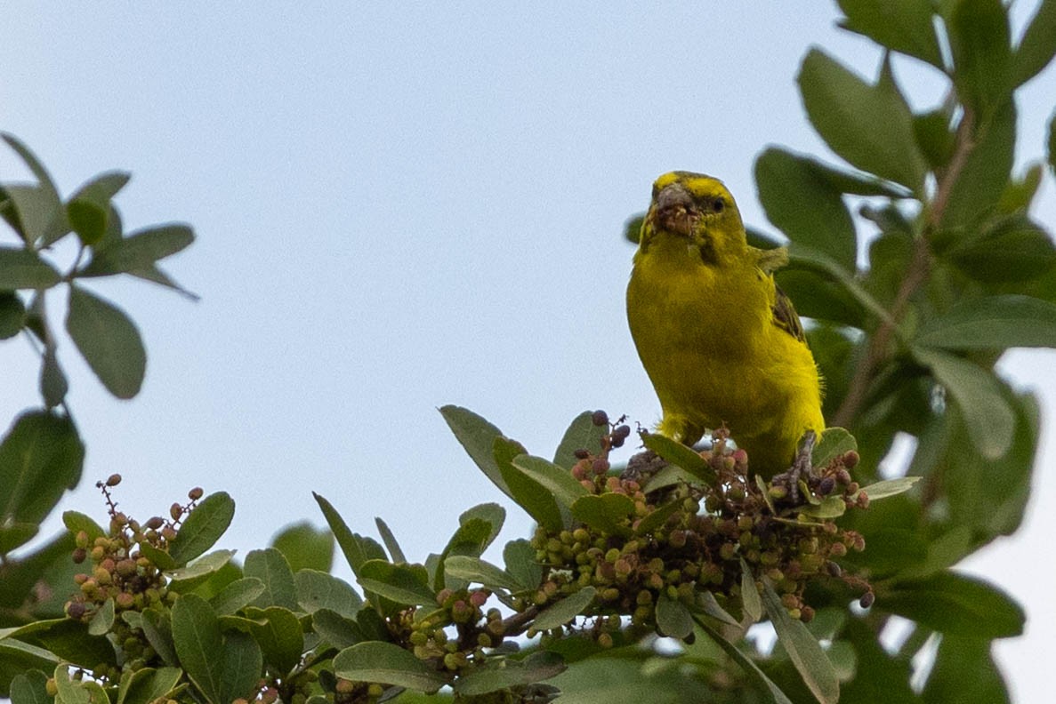 Brimstone Canary - ML643690315
