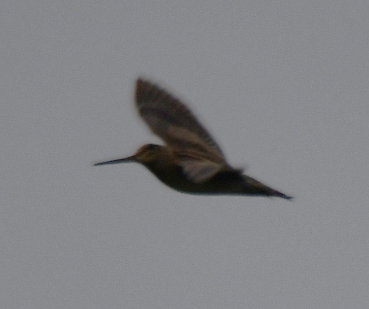 Pin-tailed Snipe - ML643690316