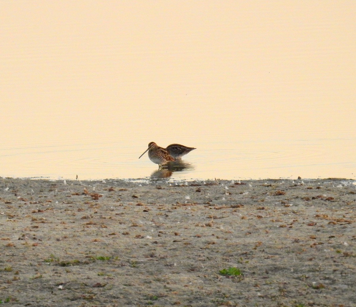 Common Snipe - ML643690324