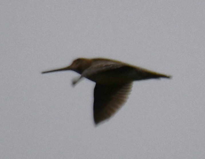 Pin-tailed Snipe - ML643690328