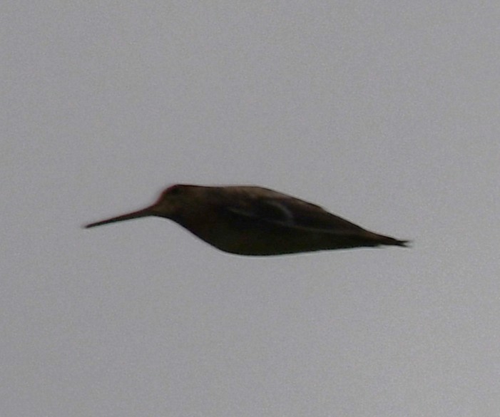 Pin-tailed Snipe - ML643690330