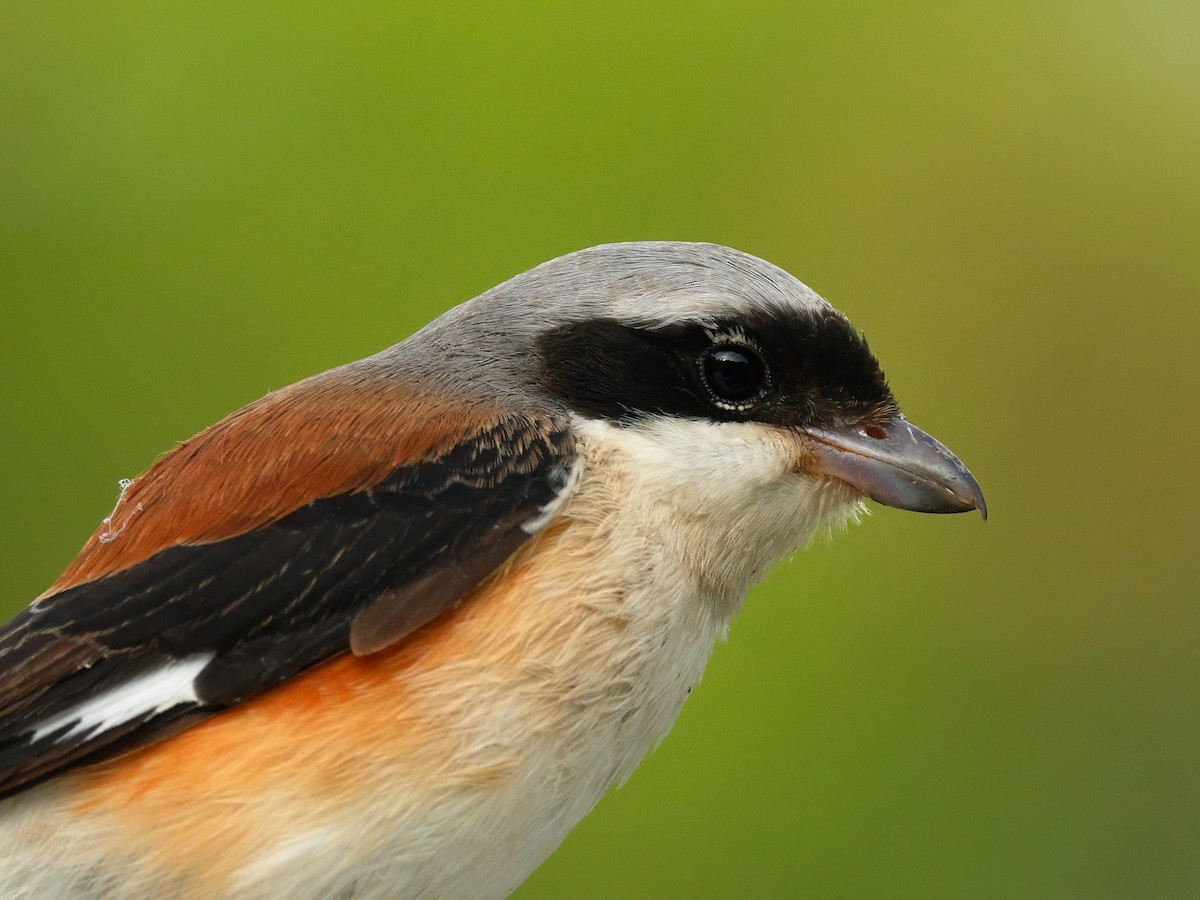Bay-backed Shrike - ML643690341