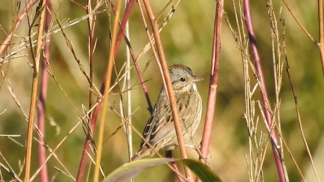 Lincoln's Sparrow - ML643690346