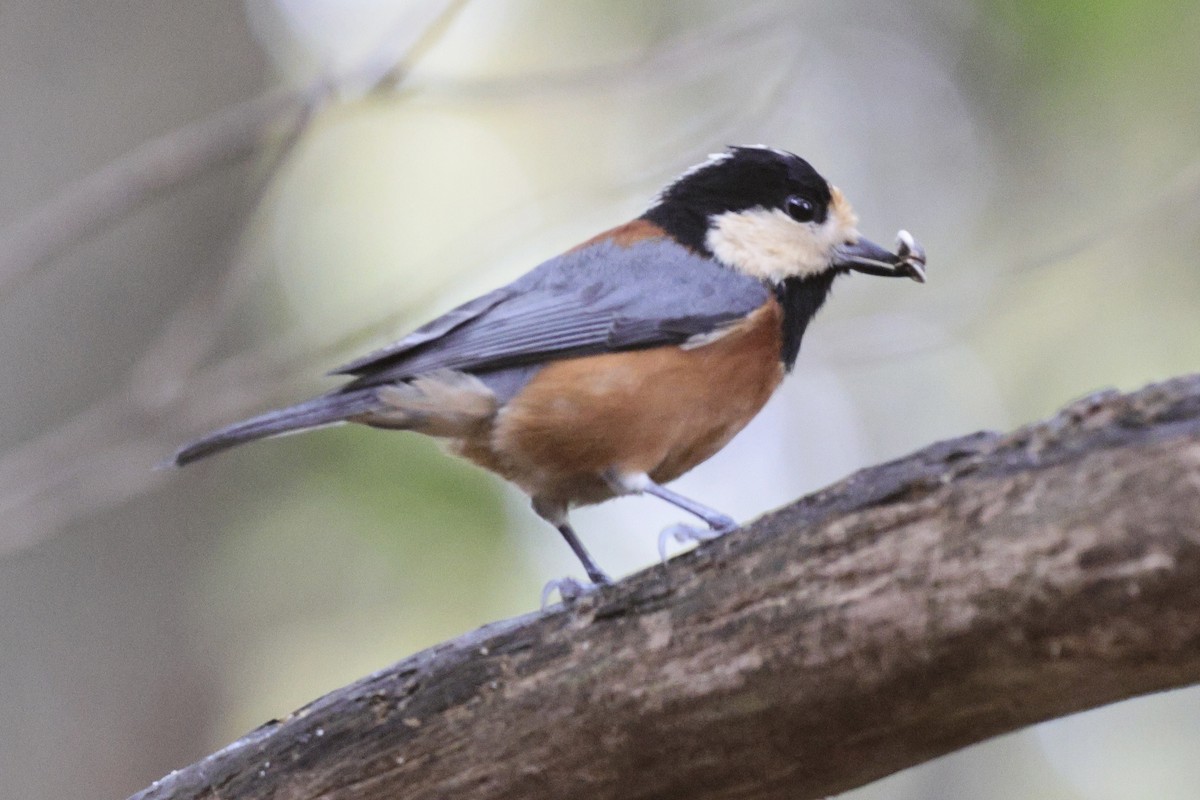 Varied Tit - ML643690347