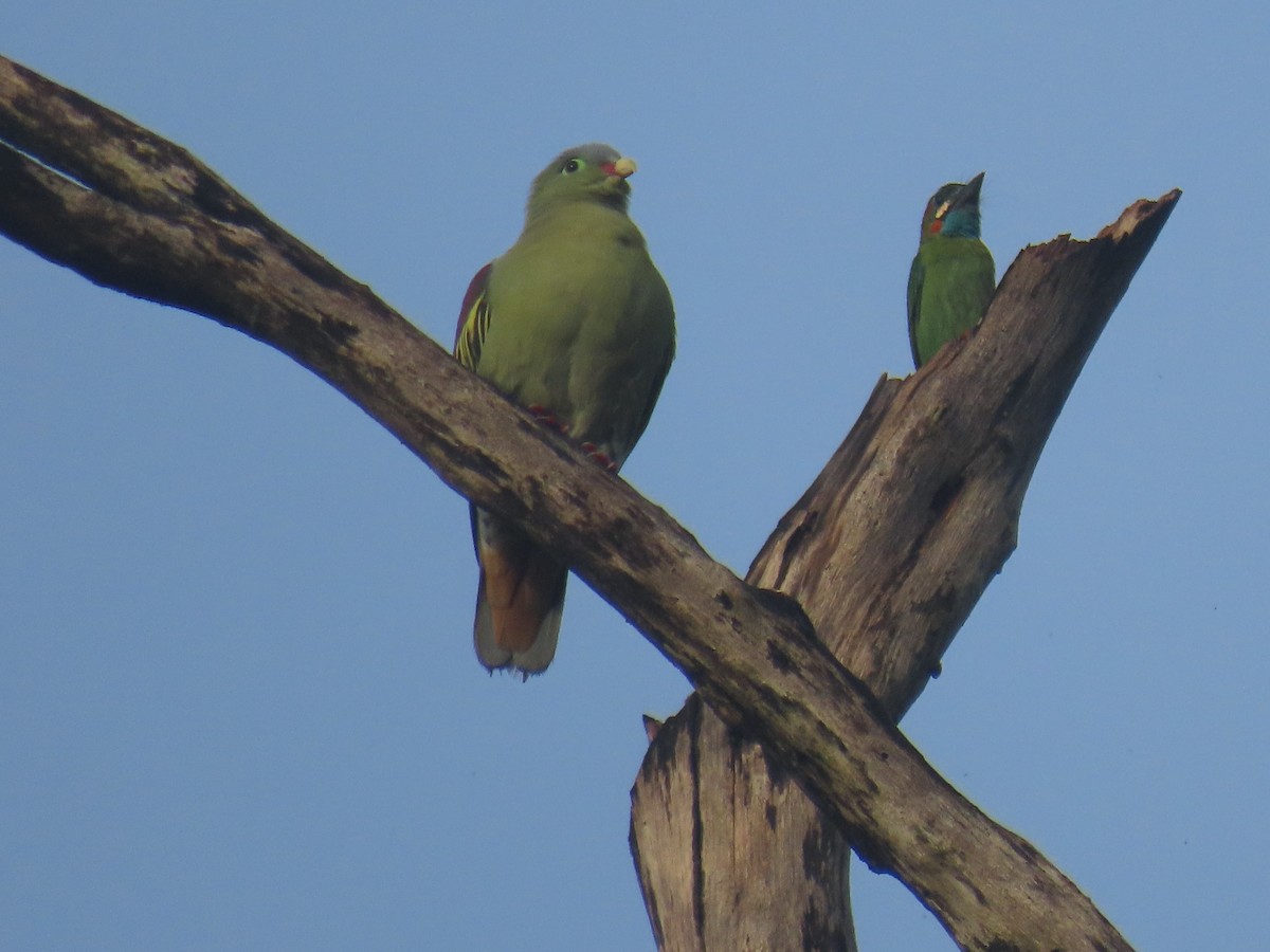 blåøreskjeggfugl - ML643690359