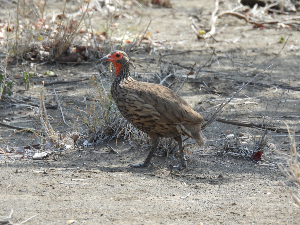 Swainson's Spurfowl - ML643690363
