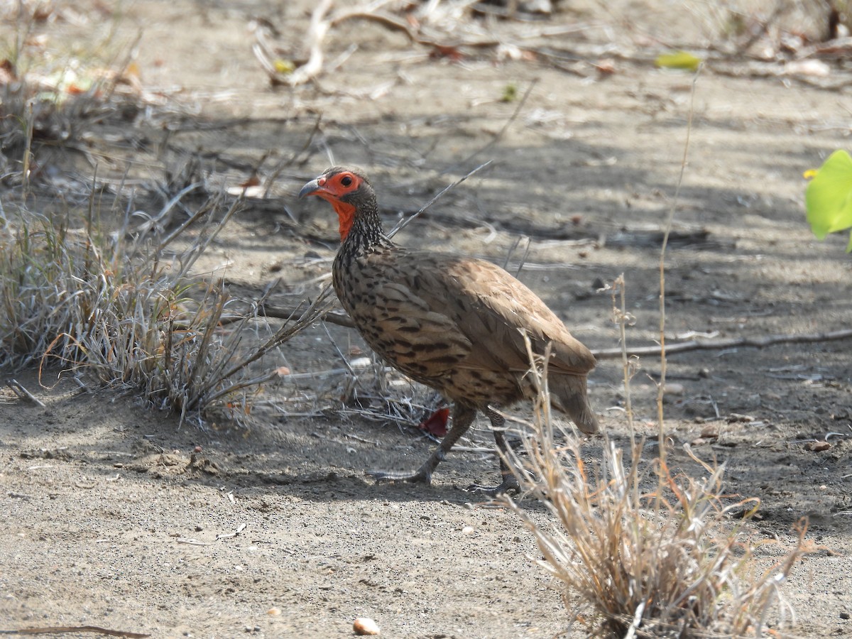 Swainson's Spurfowl - ML643690364