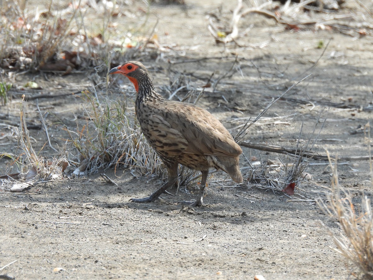 Swainson's Spurfowl - ML643690366