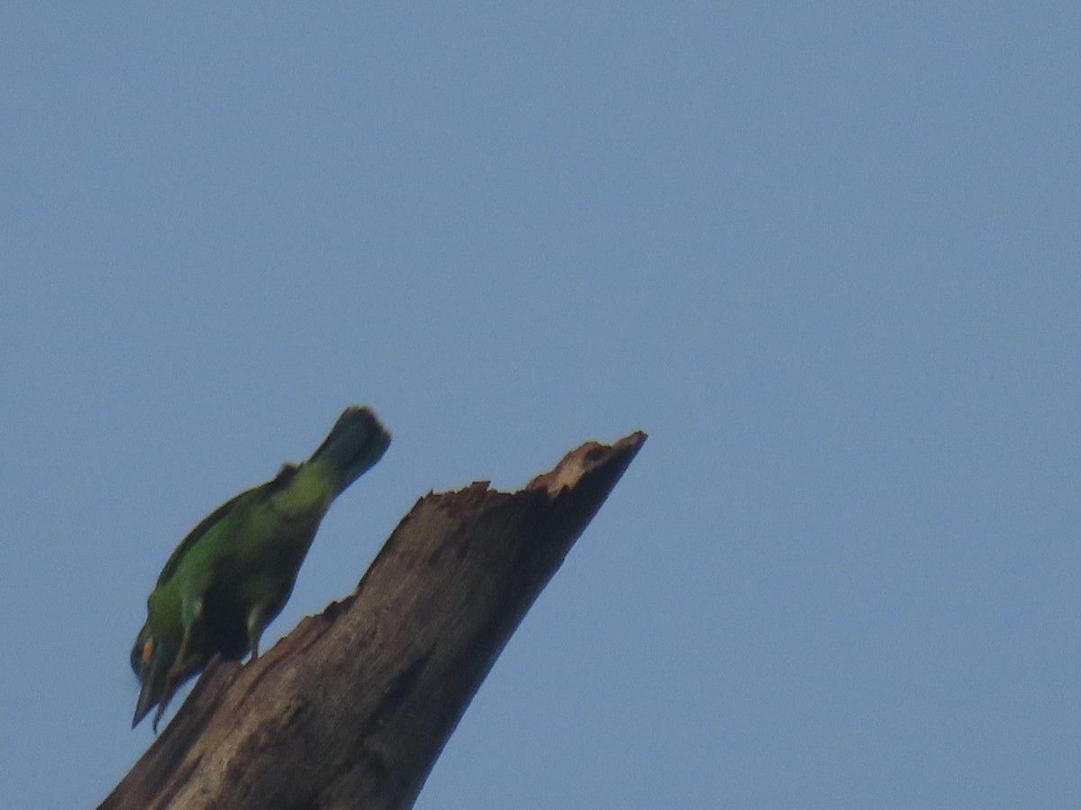 blåøreskjeggfugl - ML643690376