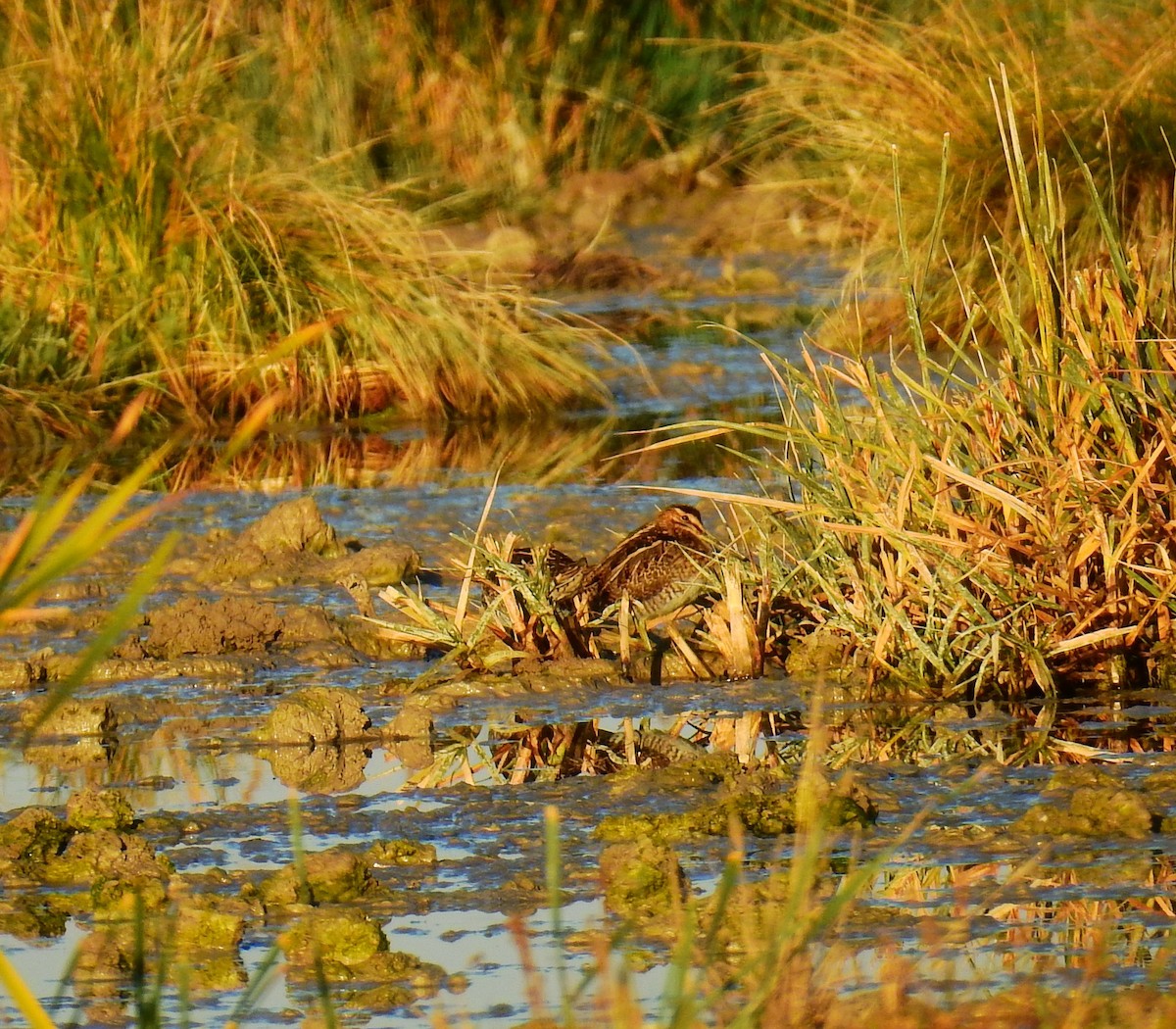 Common Snipe - ML643690387