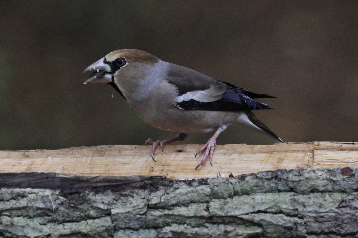 Hawfinch - ML643690390