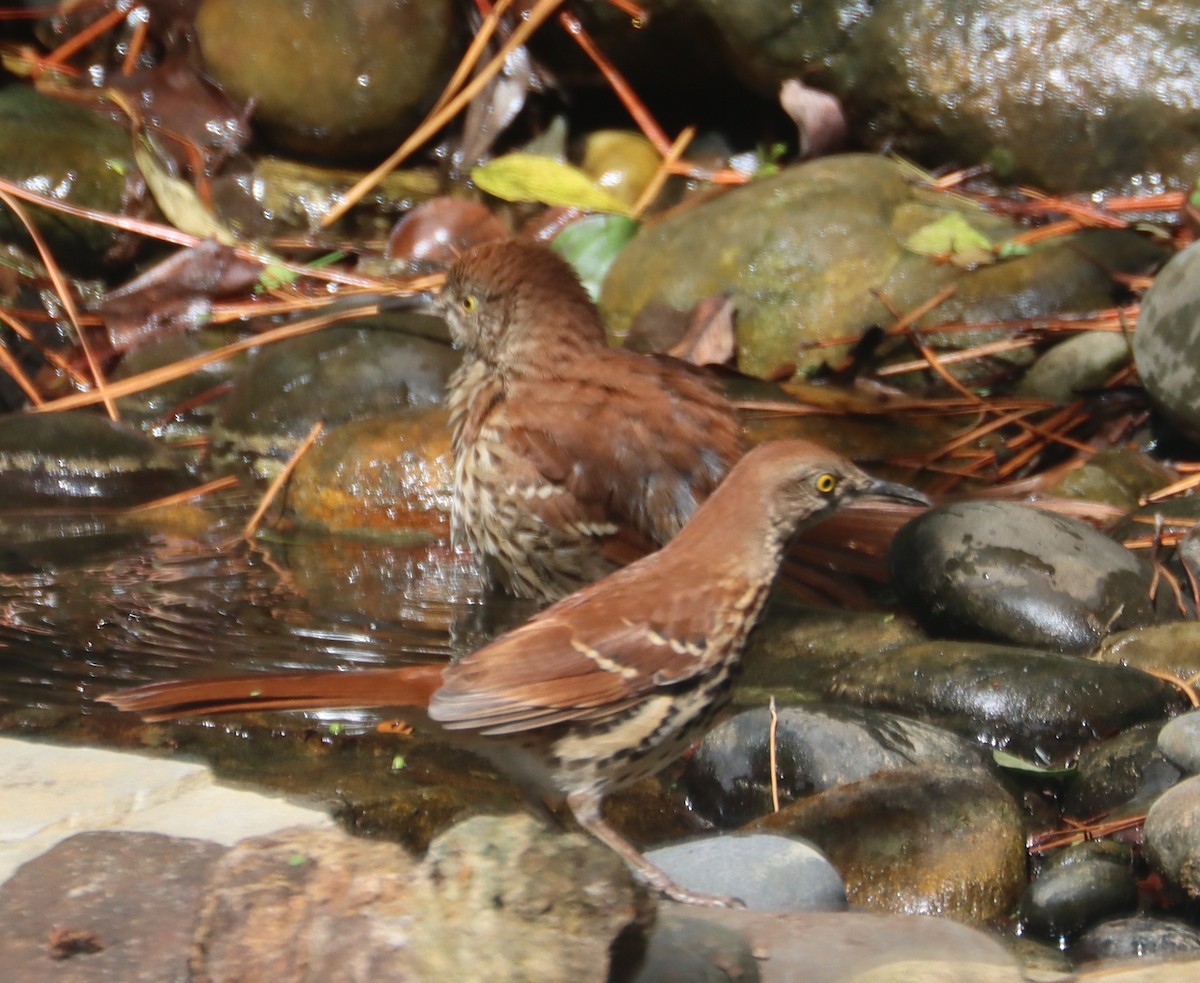 Brown Thrasher - ML643690391