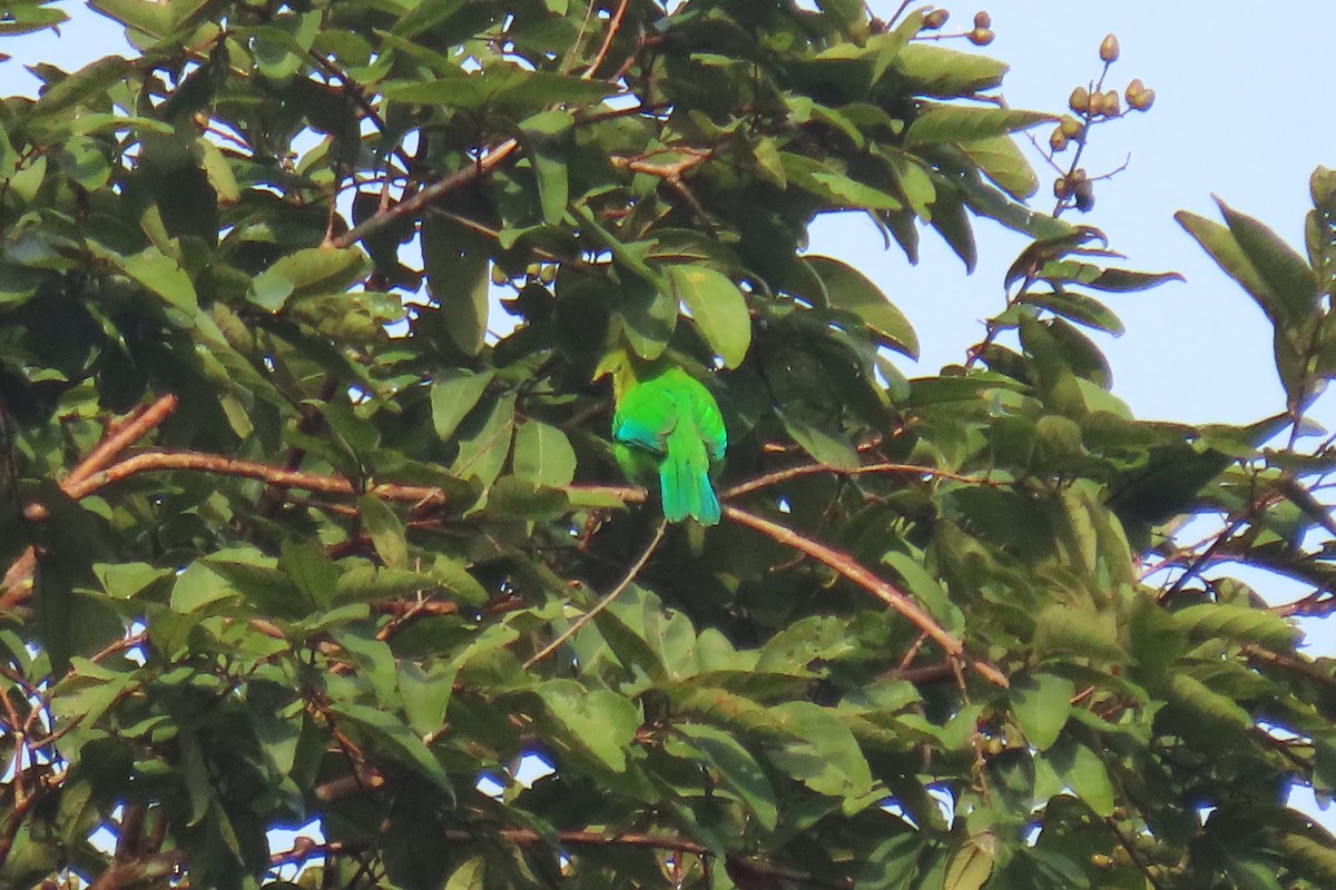 Blue-winged Leafbird - ML643690413