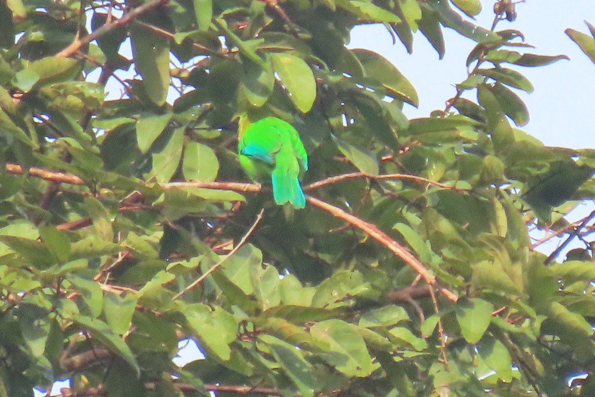 Blue-winged Leafbird - ML643690414