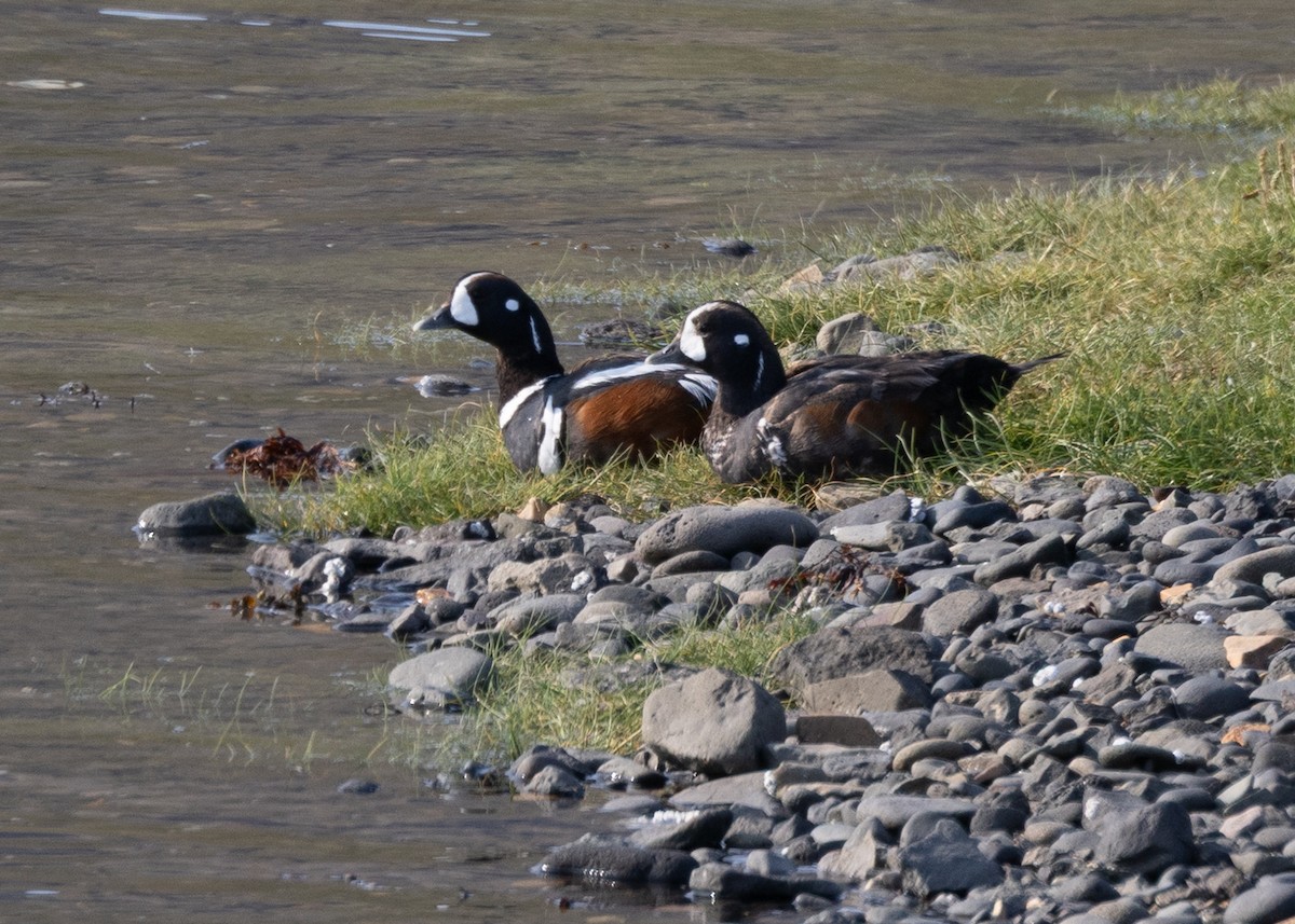 Harlequin Duck - ML643690435