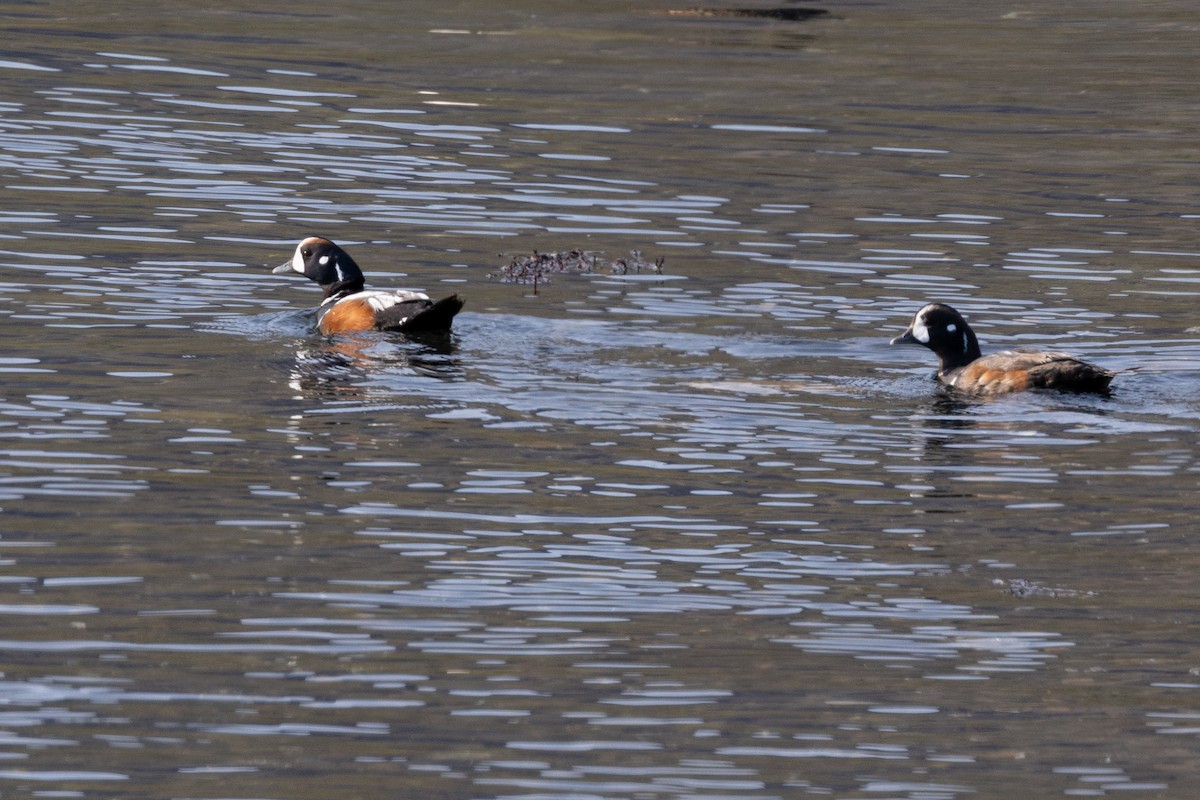 Harlequin Duck - ML643690436