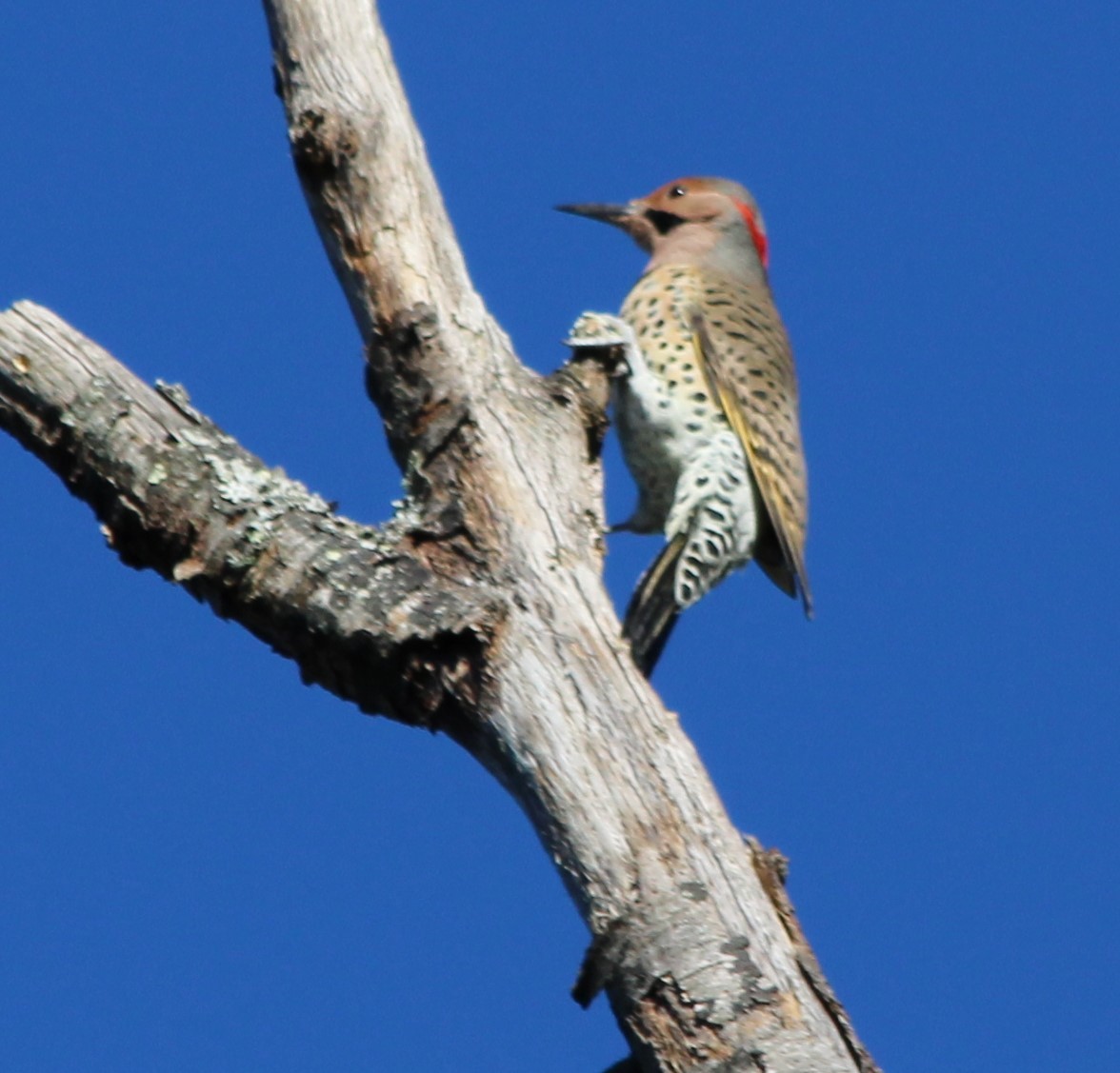 Northern Flicker - ML643690437