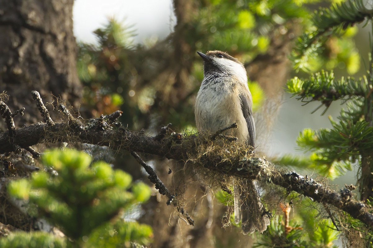 シベリアコガラ - ML643690440