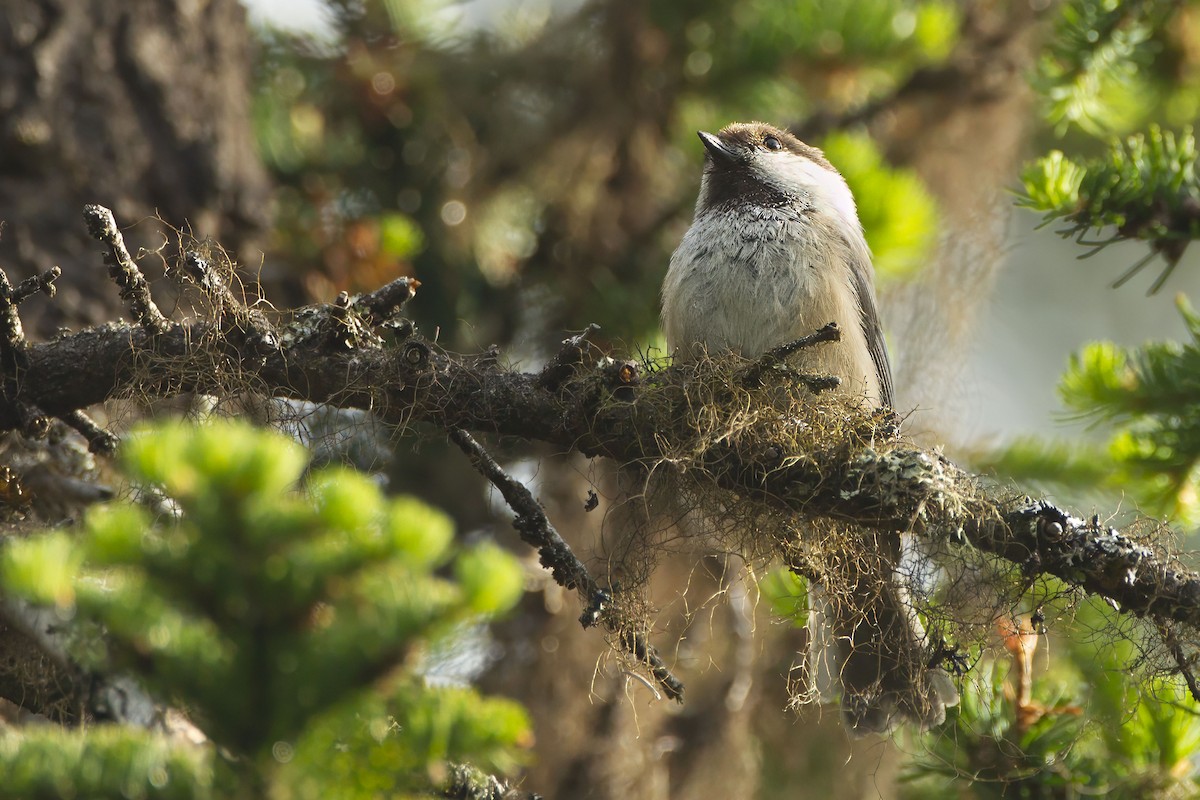 シベリアコガラ - ML643690441