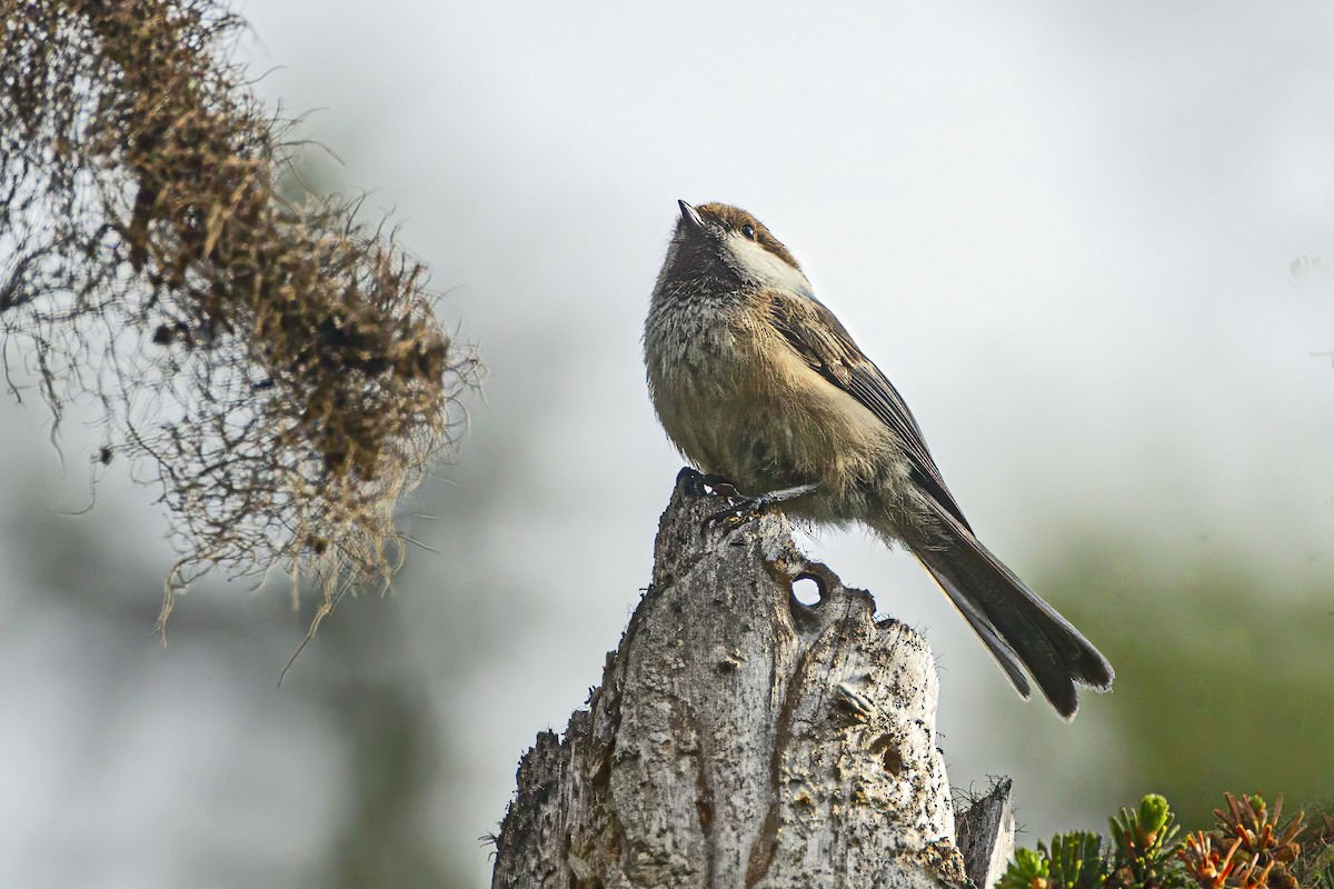 シベリアコガラ - ML643690442