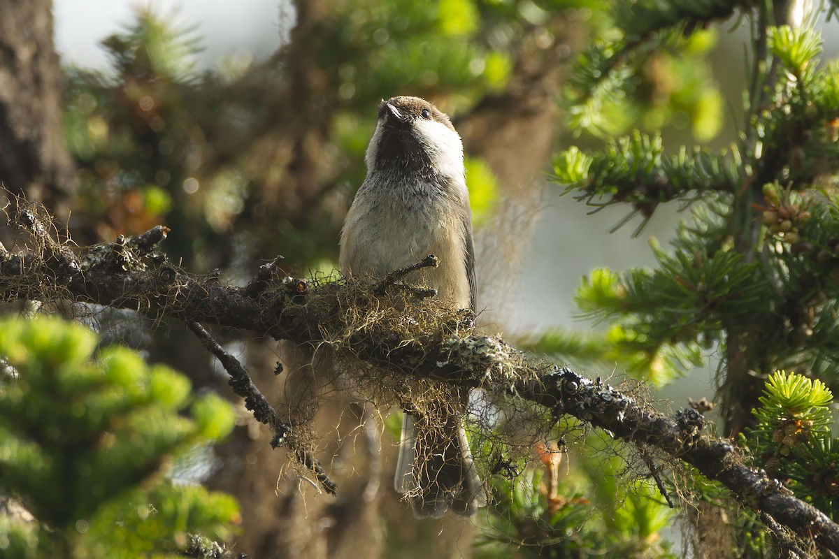 シベリアコガラ - ML643690443