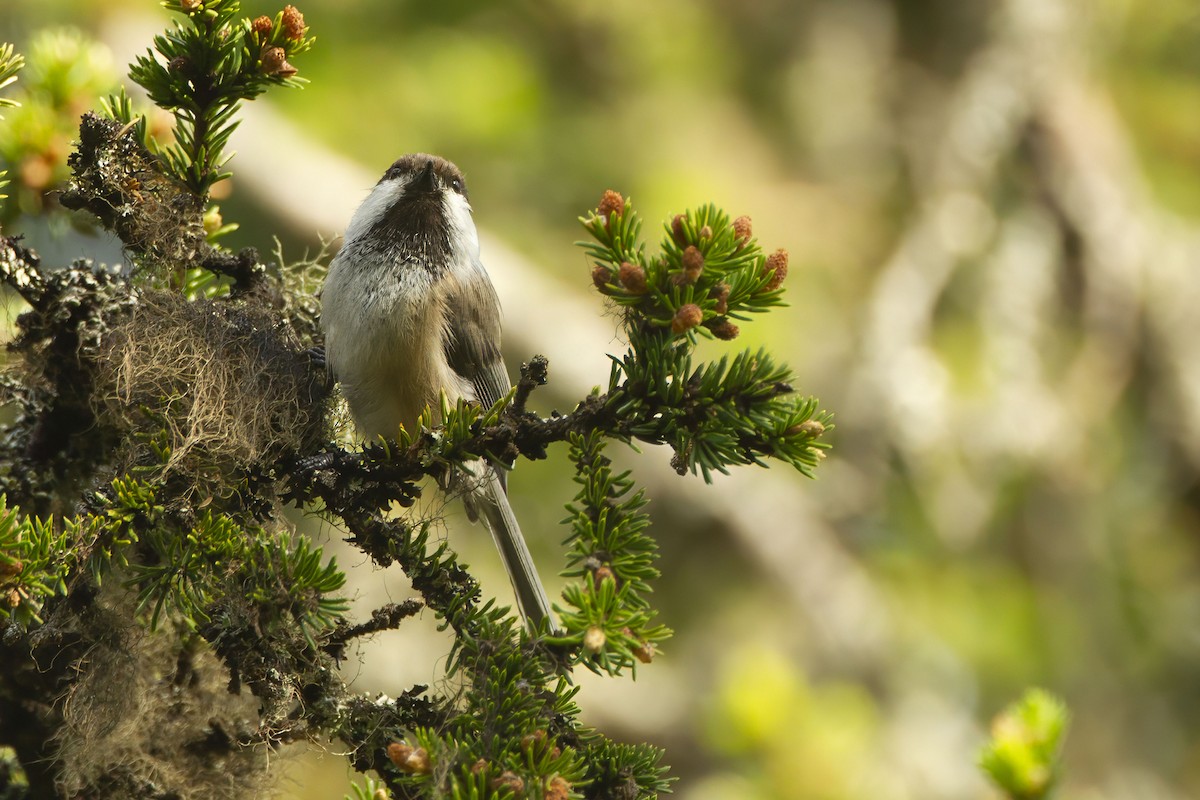 シベリアコガラ - ML643690444