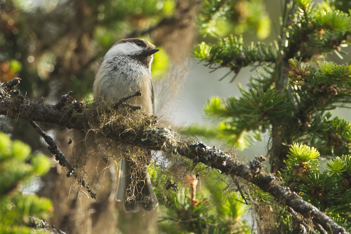 シベリアコガラ - ML643690445