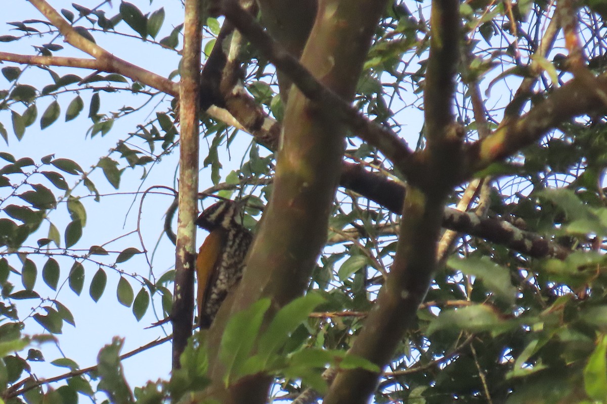 Common Flameback - ML643690462