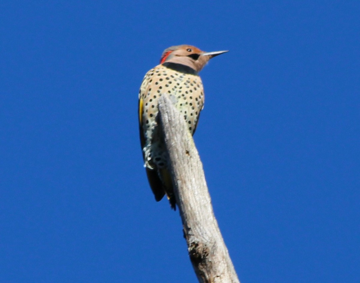 Northern Flicker - ML643690463