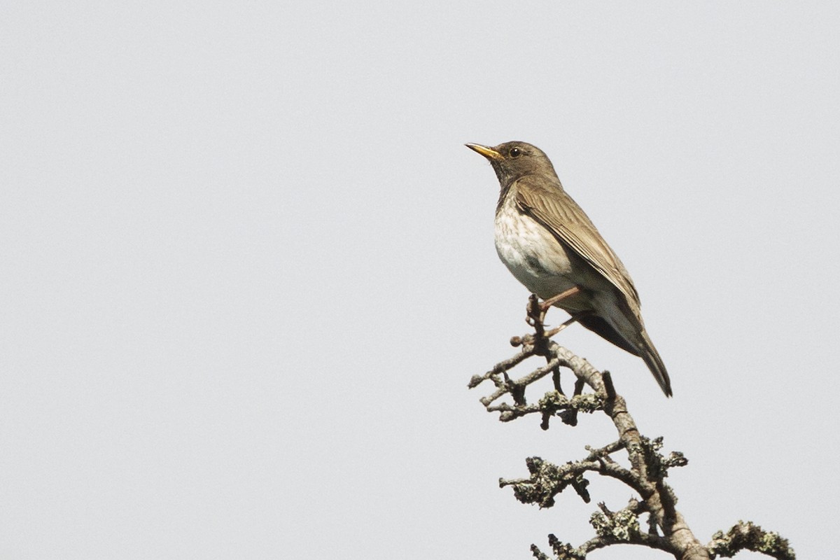 Дрізд чорноволий - ML643690470