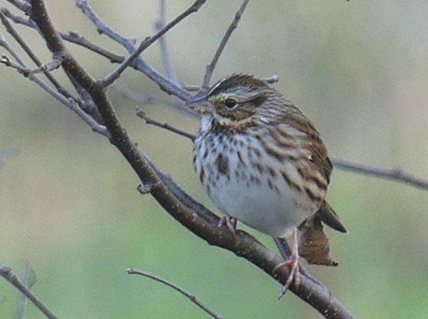 Savannah Sparrow - ML643690498