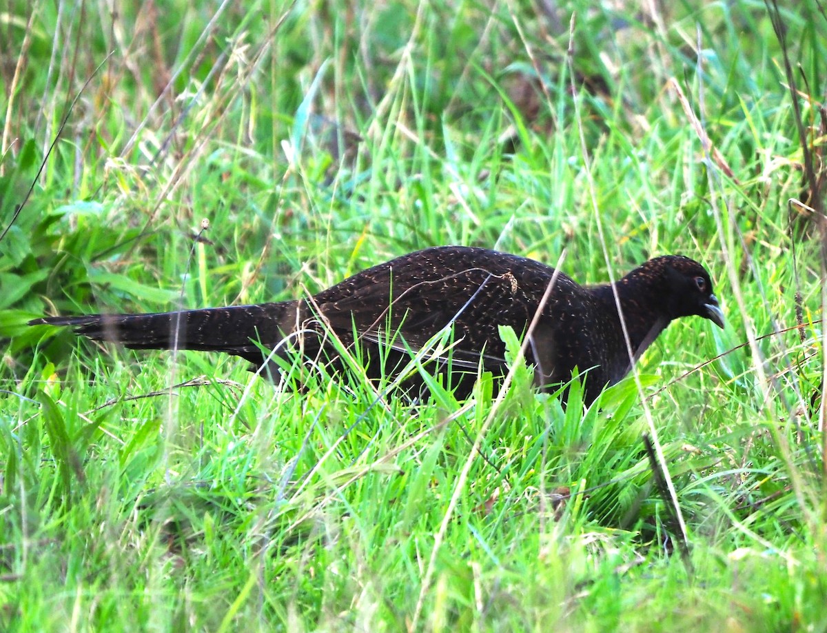 Jagdfasan - ML643690499