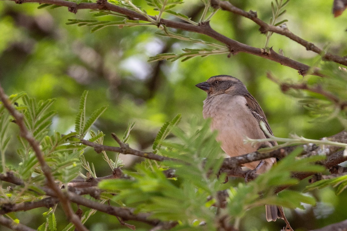 Kenya Rufous Sparrow - ML643690500