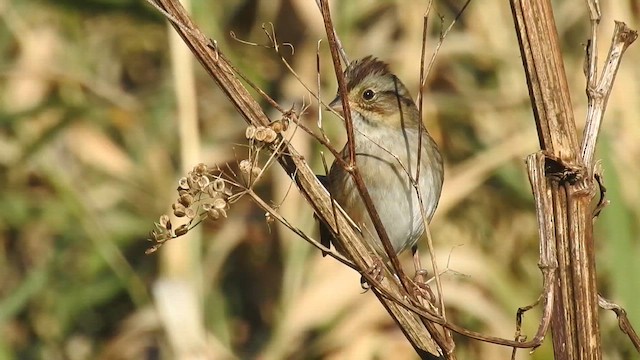 Swamp Sparrow - ML643690564