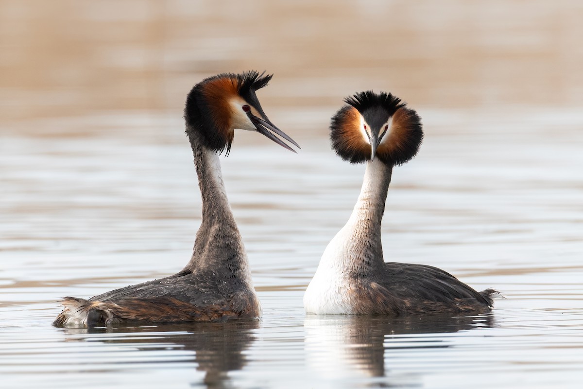 Great Crested Grebe - ML643690570