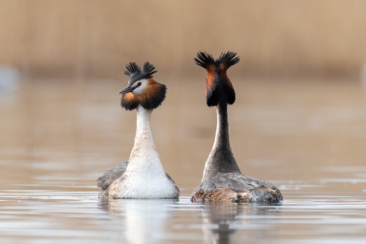 Great Crested Grebe - ML643690571