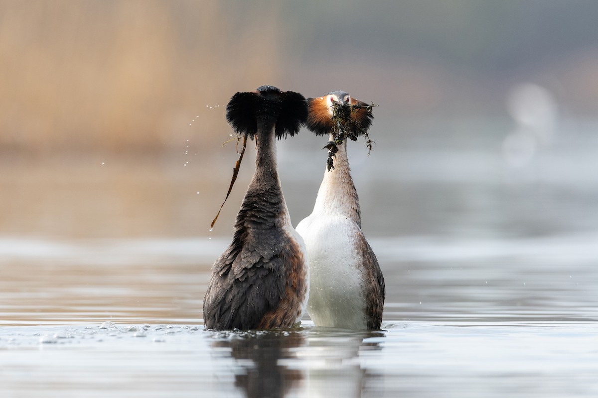 Great Crested Grebe - ML643690572