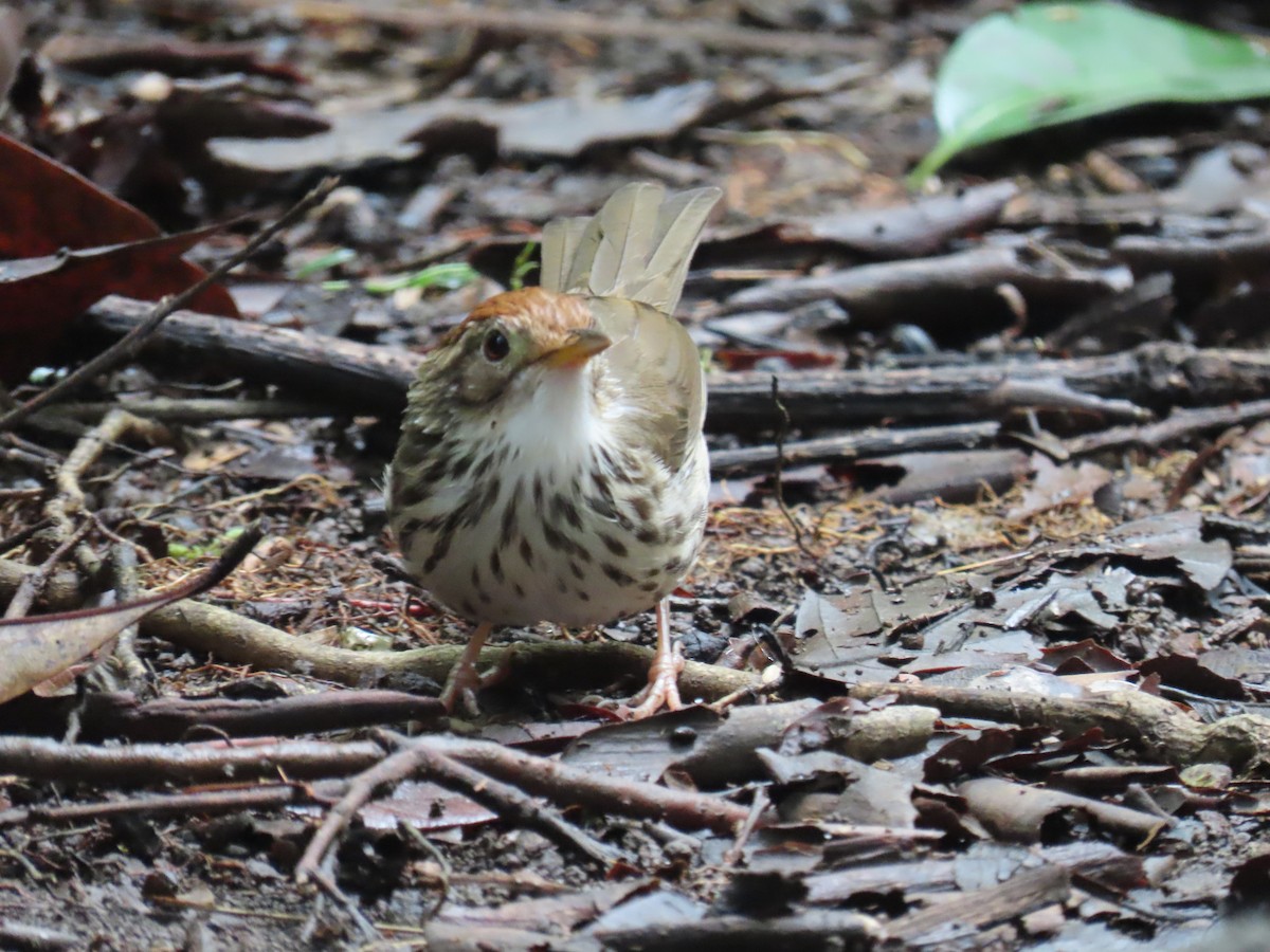 Puff-throated Babbler - ML643690594