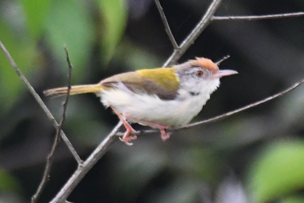Common Tailorbird - ML643690595