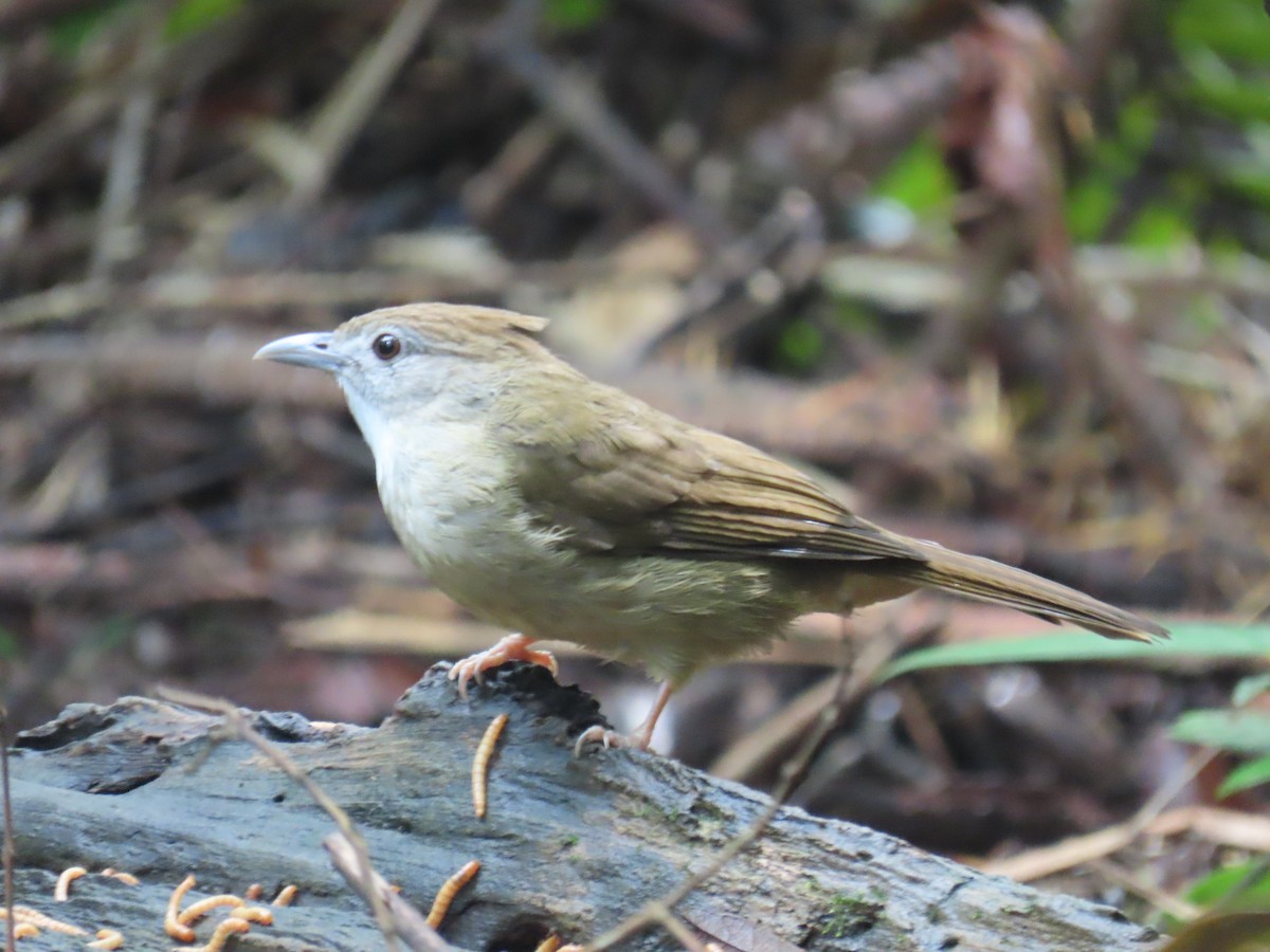 Bulbul ocré - ML643690601