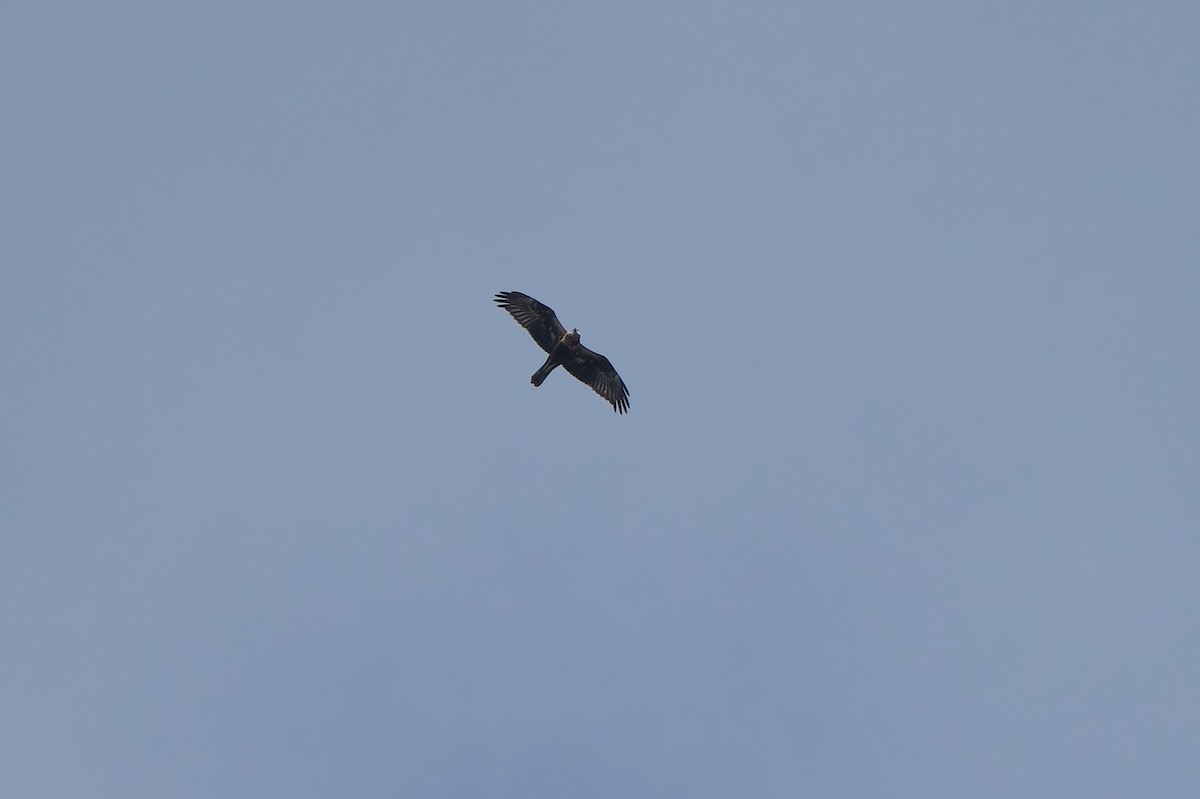 Eastern Marsh Harrier - ML643690607